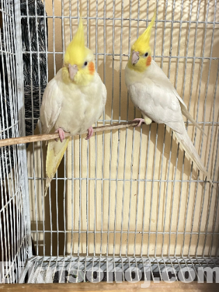 Cocktail running pair